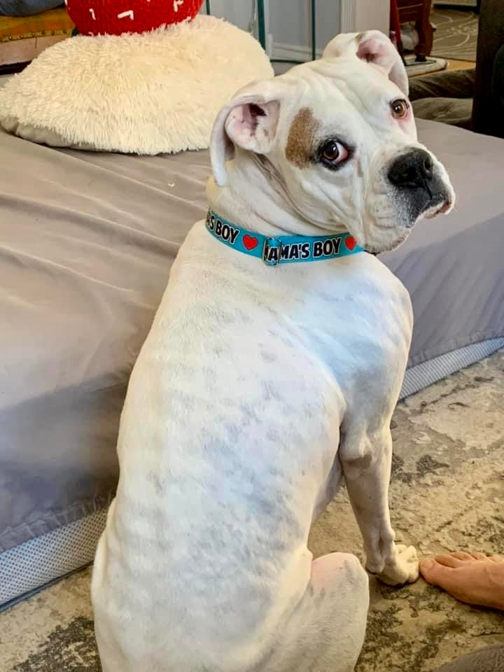Mama's Boy Dog Collar, Spoiled Dog Collar 1" & 1.5"