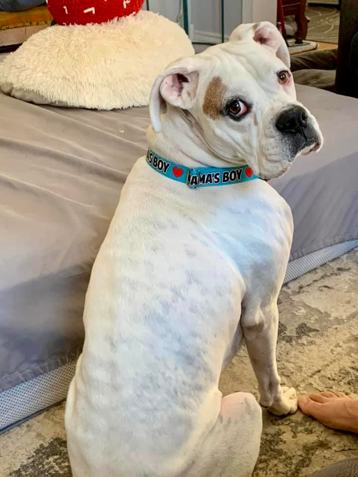 Mama's Boy Dog Collar, Spoiled Dog Collar