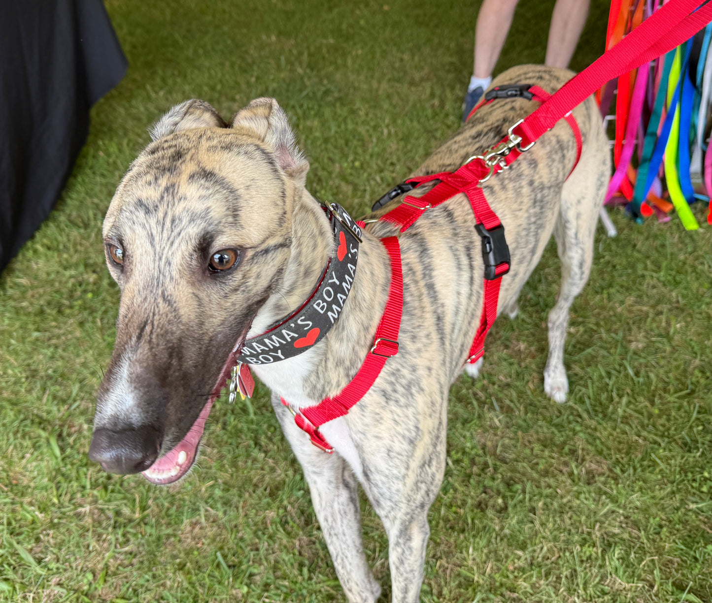 Barleywood Greyhound and Galgo Security 3 Point Harness WHOLESALE
