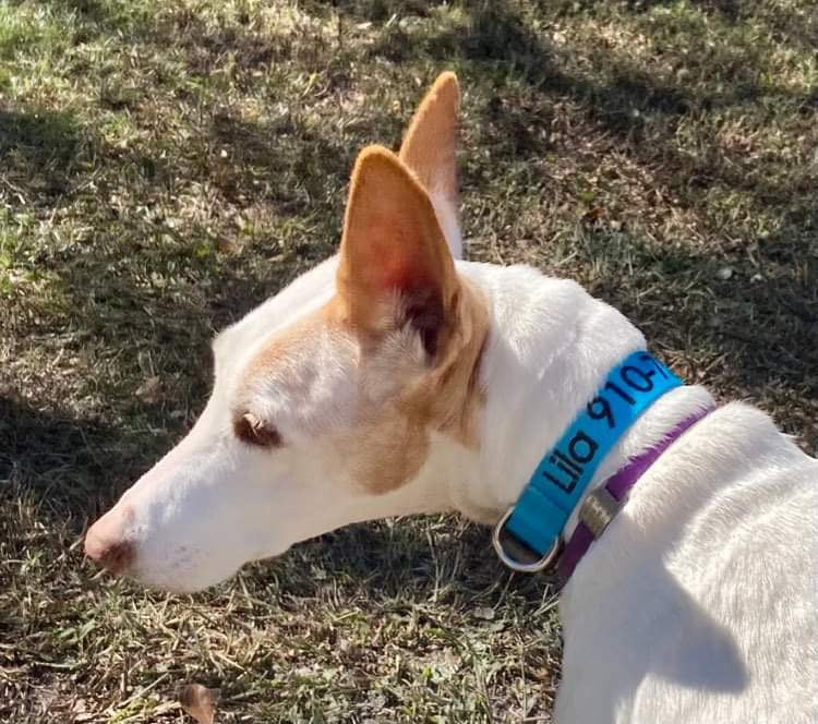 Personalized Identification Buckle Dog Collar, ID Collar, Dog Name Tag Collar