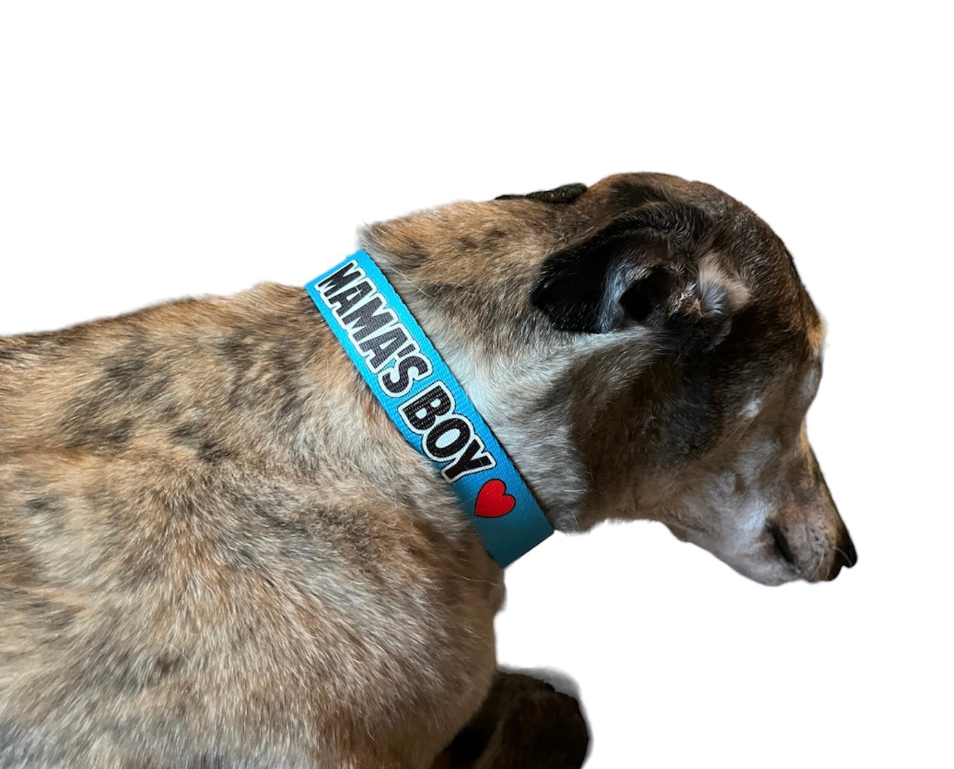 Mama's Boy Dog Collar, Spoiled Dog Collar