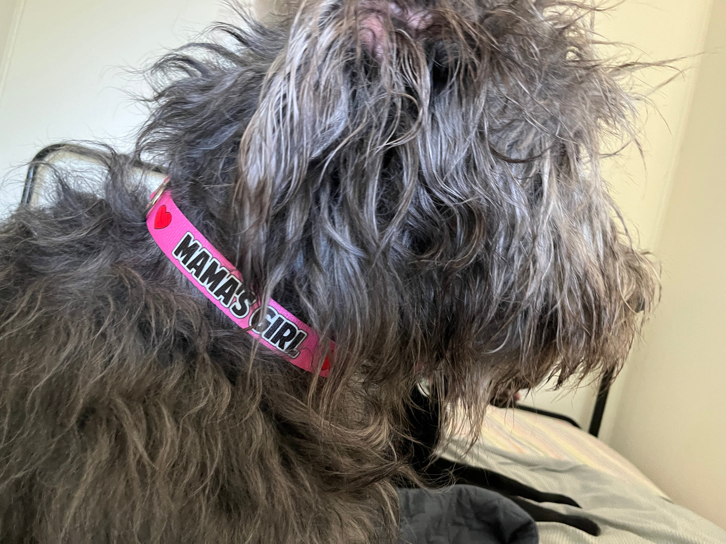 Mama's Girl Dog Collar, Spoiled Dog Collar 1" & 1.5"