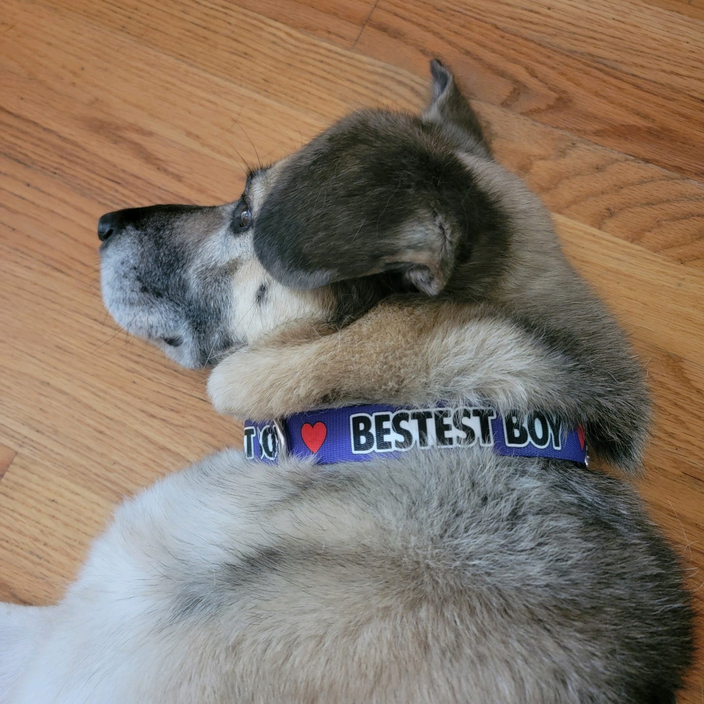Bestest Boy Dog Collar, Spoiled Dog Collar, Funny Collar 1" & 1.5"