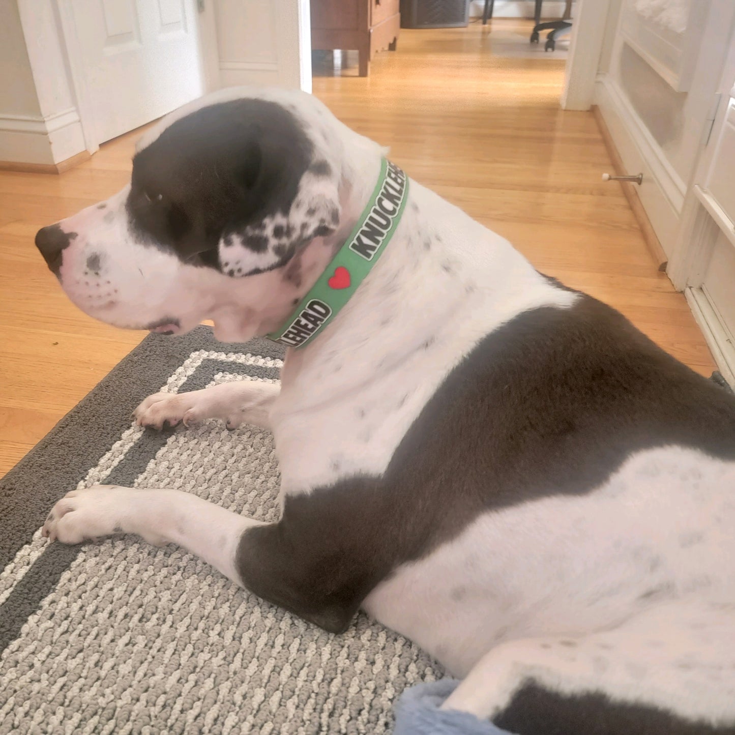 Knucklehead Dog Collar, Funny Dog Collar, Brat Dog Collar 1" & 1.5"