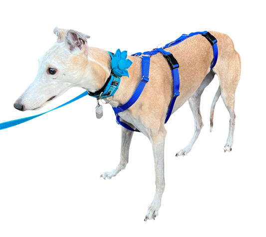 Barleywood Greyhound and Galgo Security 3 Point Harness WHOLESALE