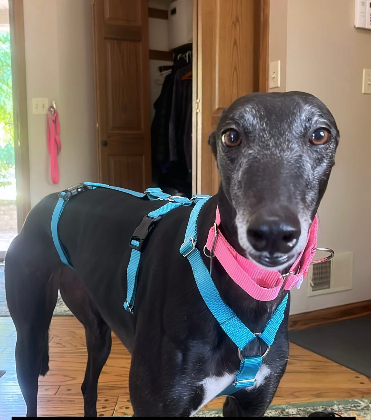 Barleywood Greyhound and Galgo Security 3 Point Harness