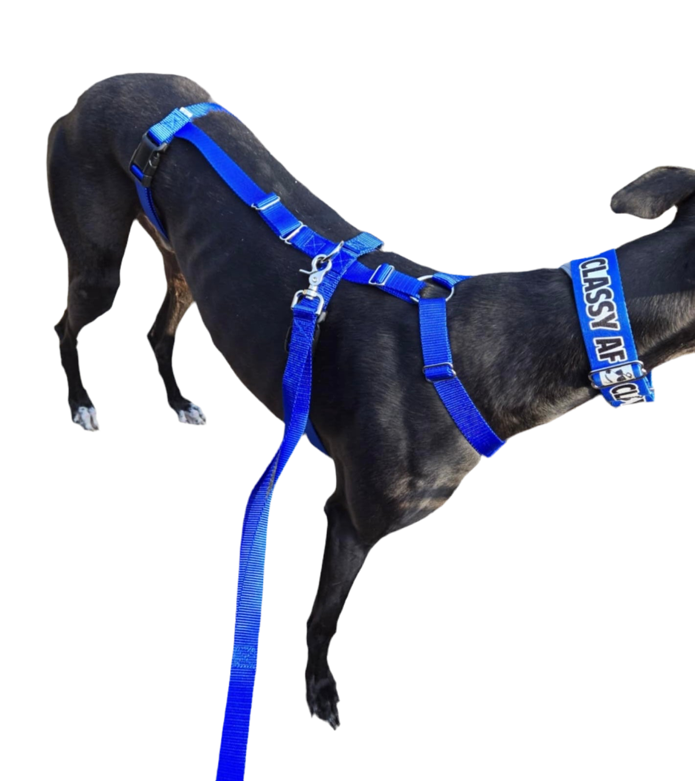 Barleywood Greyhound and Galgo Security 3 Point Harness WHOLESALE