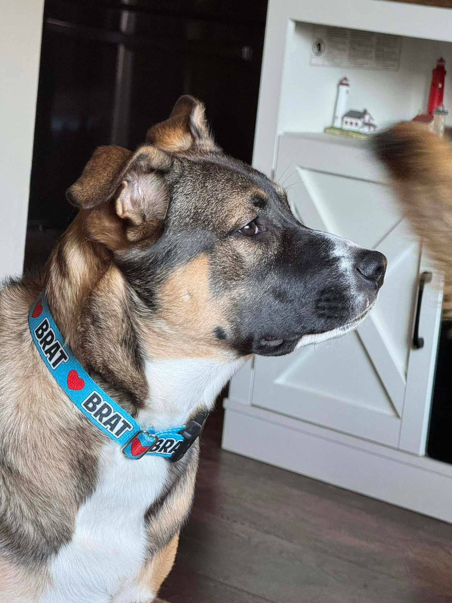 Brat Nickname Dog Collar, Funny Collar 1" & 1.5"