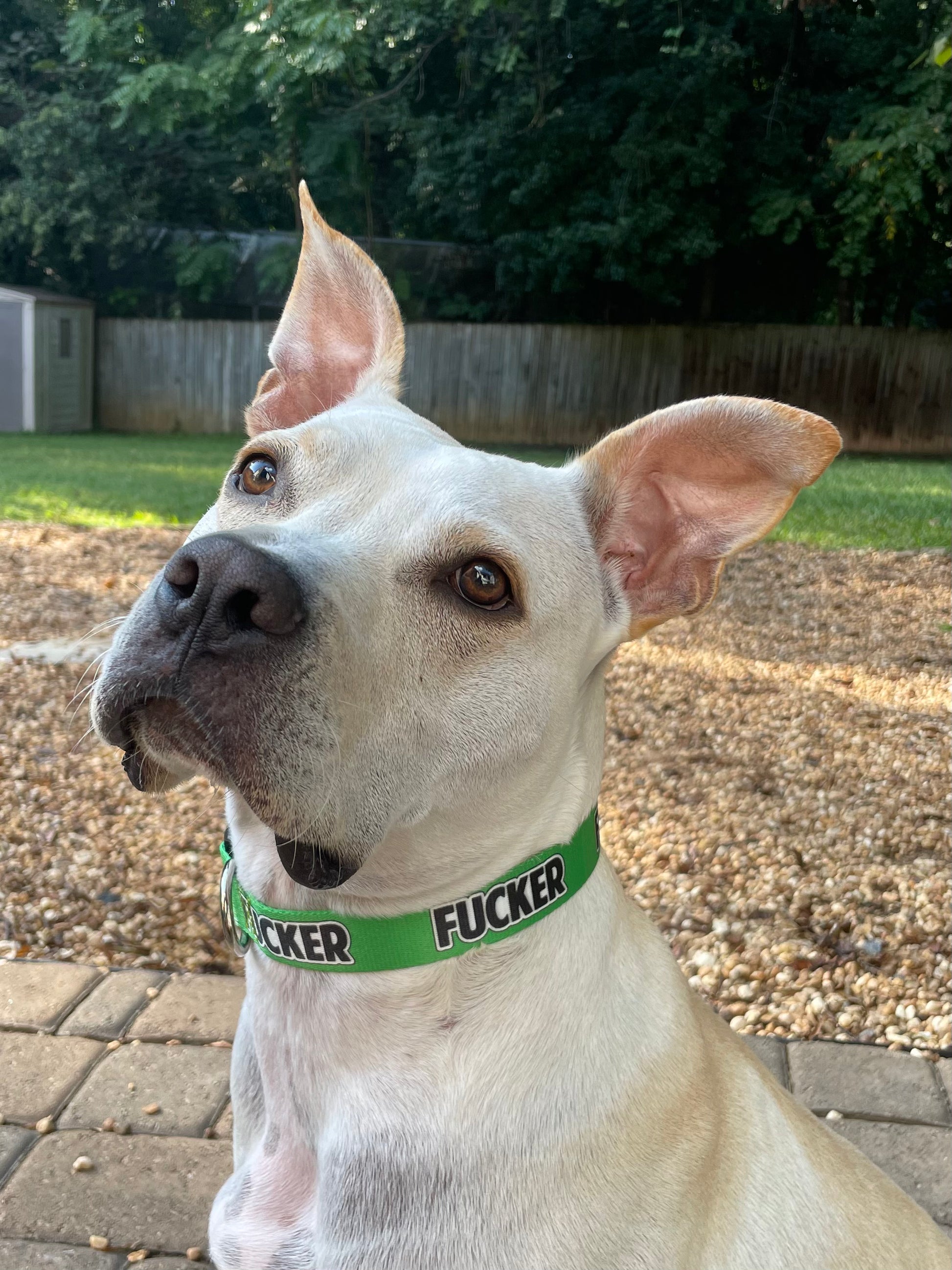 Curse word online dog collar