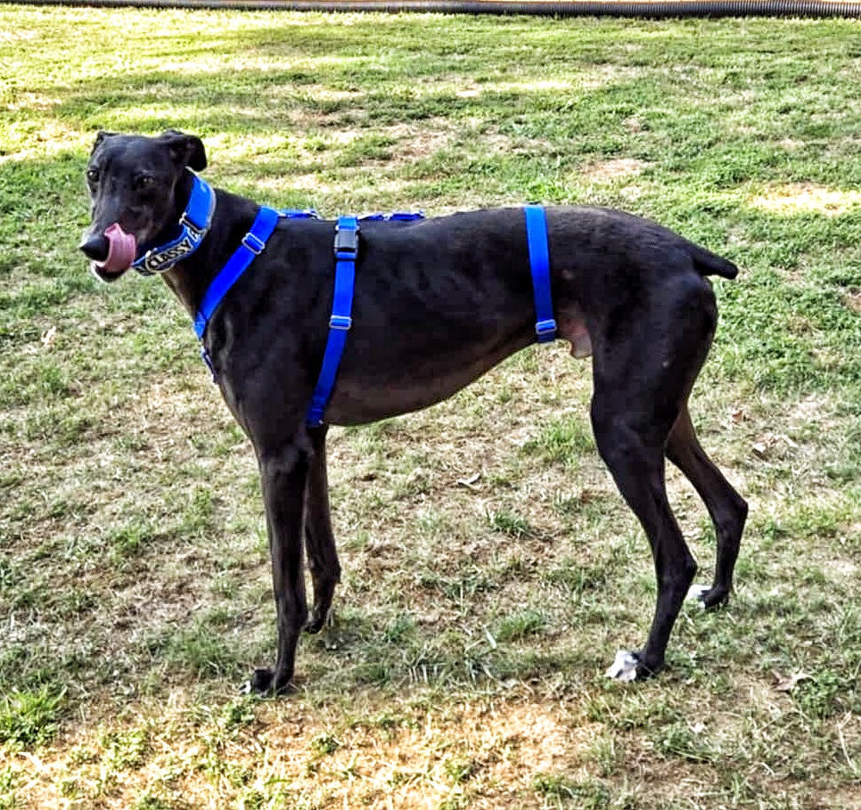 Barleywood Greyhound and Galgo Security 3 Point Harness