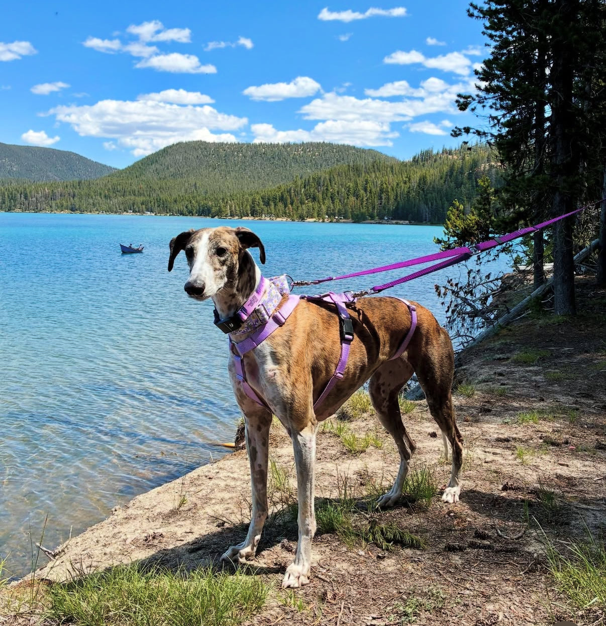 Barleywood Greyhound and Galgo Security 3 Point Harness