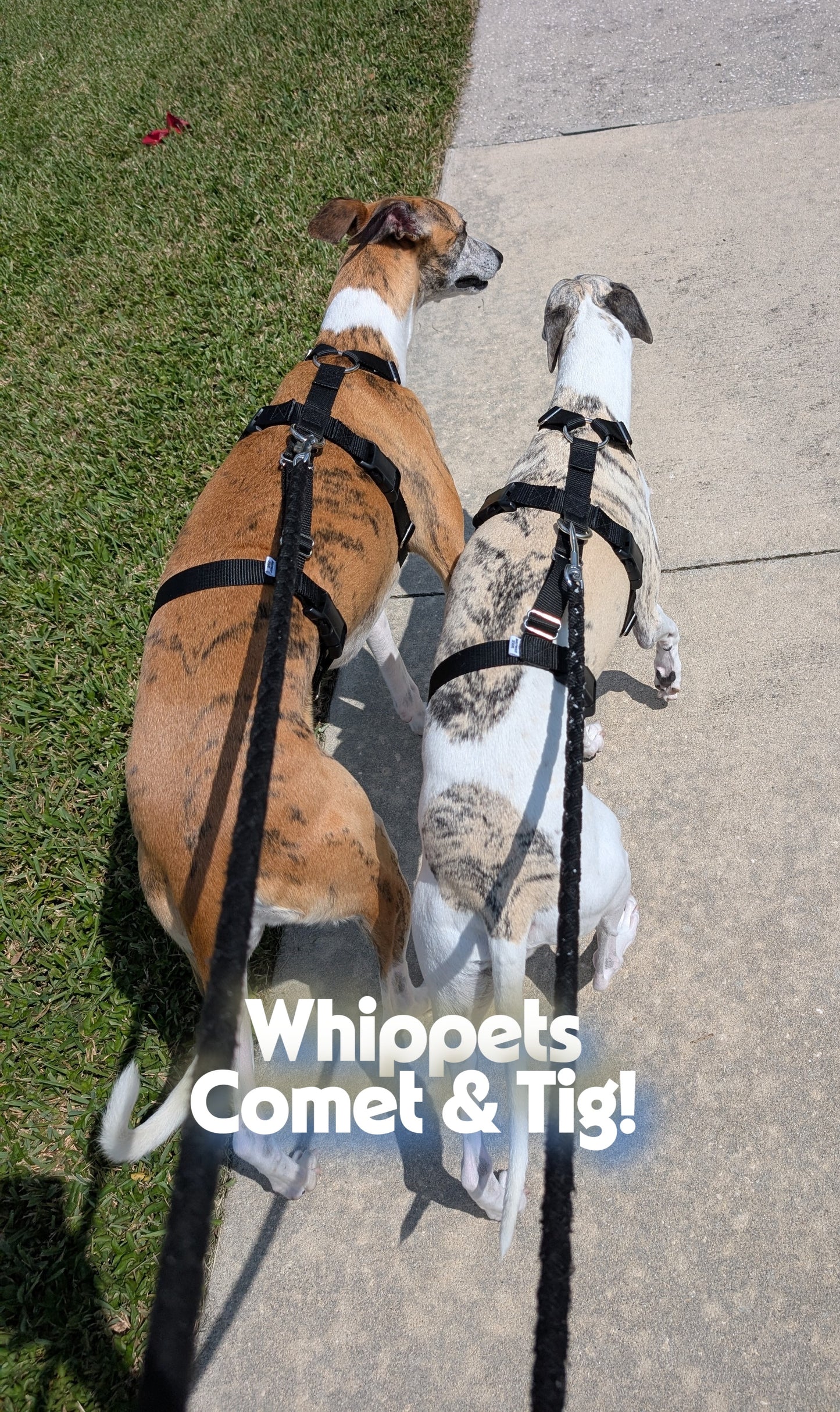 Barleywood Greyhound and Galgo Security 3 Point Harness
